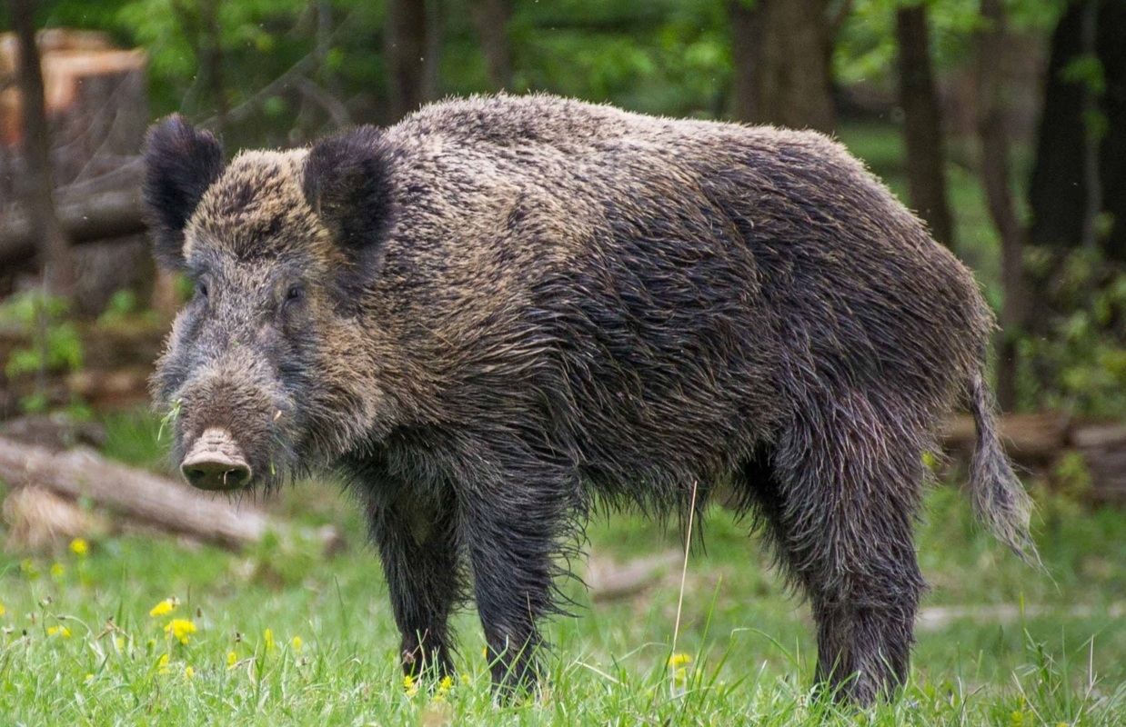 Javali, no meio da natureza, de cor castanha escura, em plano aproximado.