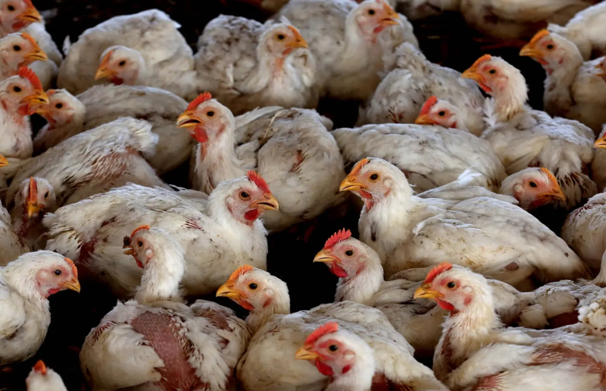 Gripe das aves dispara na Europa e leva a pedido de vigilância reforçada e ação coordenada