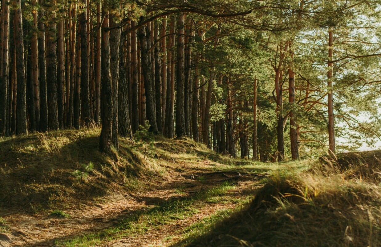Floresta coberta de árvores