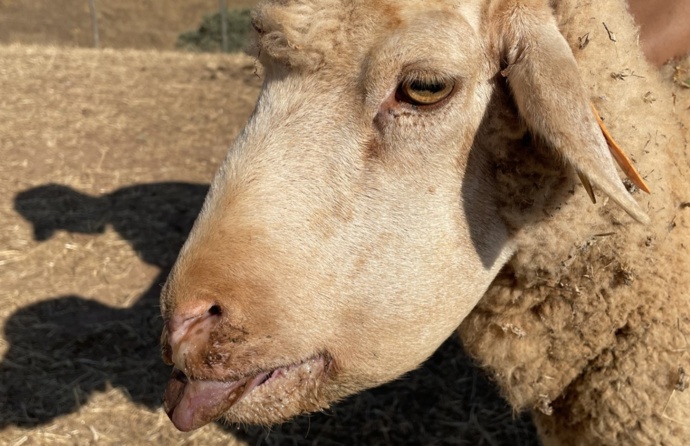 Plano aproximado de ovelha de perfil com a língua de fora, inchada e com mucosa na narina visível.