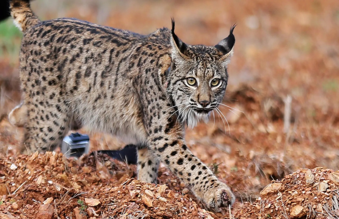 Lince ibérico