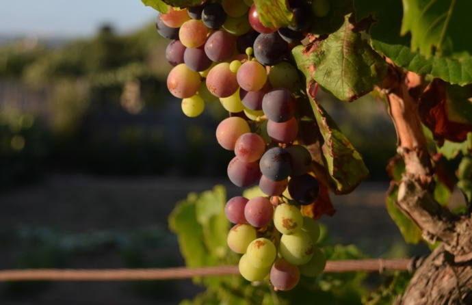 Cacho de uvas na videira 