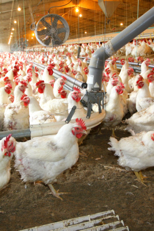 Um conjunto de aves num aviário