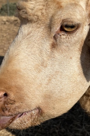 Plano aproximado de ovelha de perfil com a língua de fora, inchada e com mucosa na narina visível.