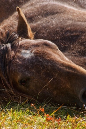 Cavalo castanho deitado na relva
