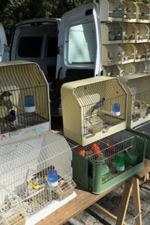 Feira dos Passarinhos em Braga é suspensa para prevenir gripe das aves