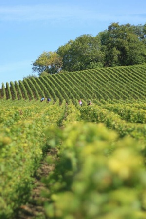 Campo de cultivo num dia de sol