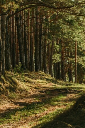 Floresta coberta de árvores