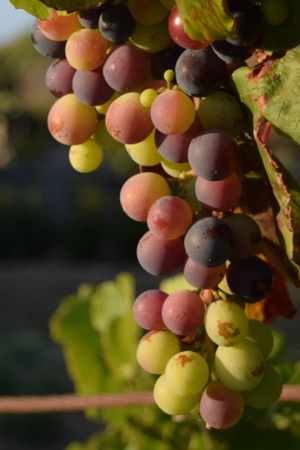 Cacho de uvas na videira 