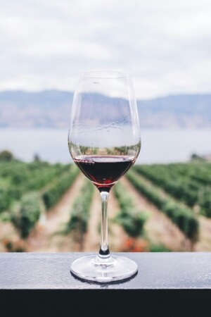 Copo de vinho com cenário de vinha ao fundo