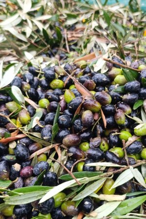 Olivicultores pedem medidas para desafios do setor. Produção de azeite com quebras de 20%