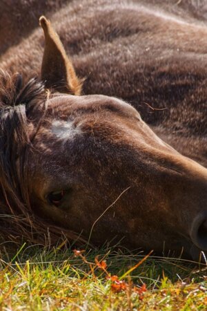 Febre do Nilo detetada em Portugal leva DGAV a pedir reforço da vacinação de cavalos