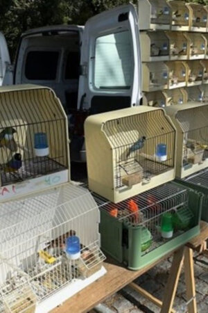 Feira dos Passarinhos em Braga é suspensa para prevenir gripe das aves