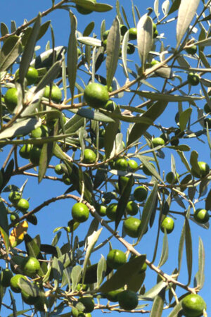 Oliveiras tornam-se barreira verde contra incêndios na zona industrial de Mogadouro