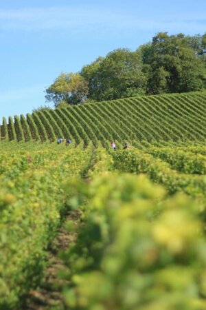 Confragi diz que proposta de PAC pós-2027 é "atentado à agricultura europeia"