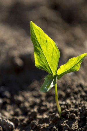 No princípio era a planta. Na agricultura regenerativa, é o solo o protagonista