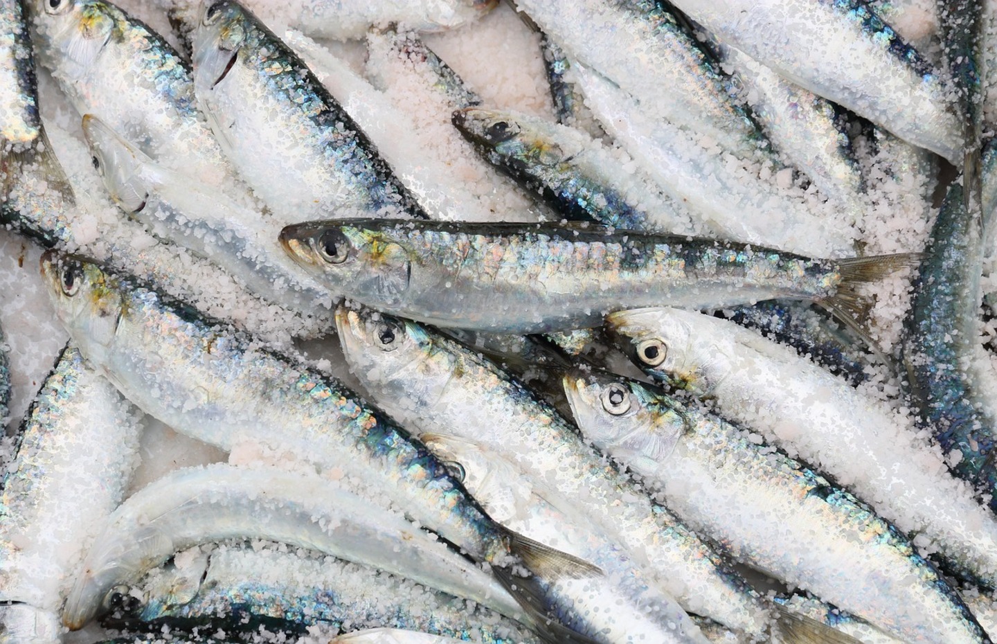 Sardinha à Lupa: como tirar mais proveito dos benefícios da rainha das festas populares