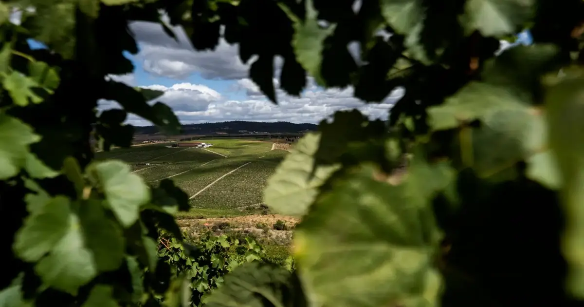 Freixo de Espada à Cinta reforça apoio ao campo com reativação de Gabinete da Agricultura