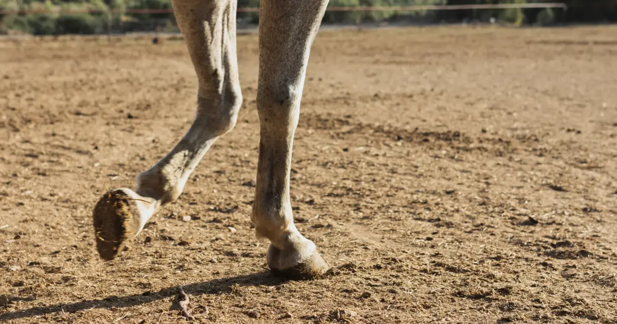 Governo discorda da proibição do uso de animais de tração nos Açores