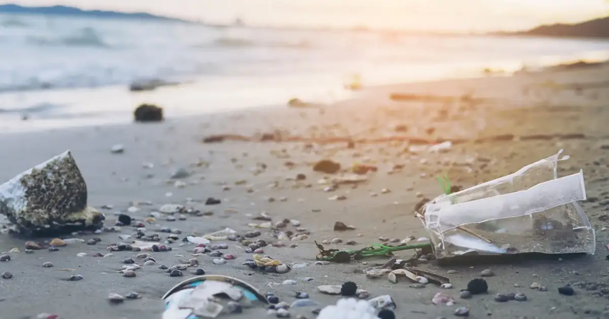 Investigação revela poluição por microplásticos em aves marinhas subantárticas