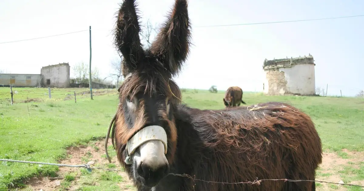 Ainda pode apadrinhar um Burro de Miranda e contribuir para a preservação destes animais