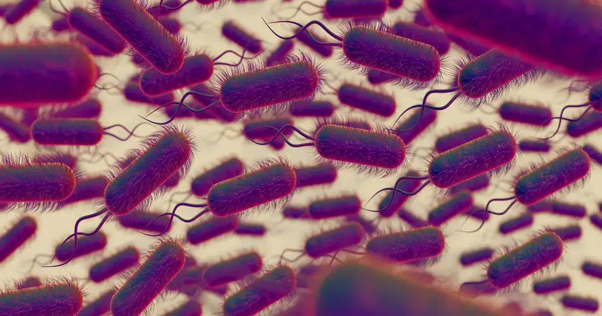 Autoridades alertam para resistência antimicrobiana de bactérias como salmonela