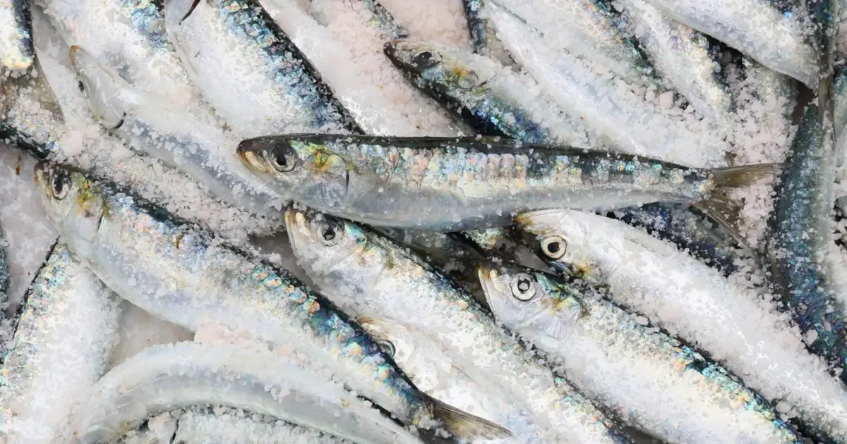 Pesca da sardinha encerra esta quarta-feira e só reabre em 2026