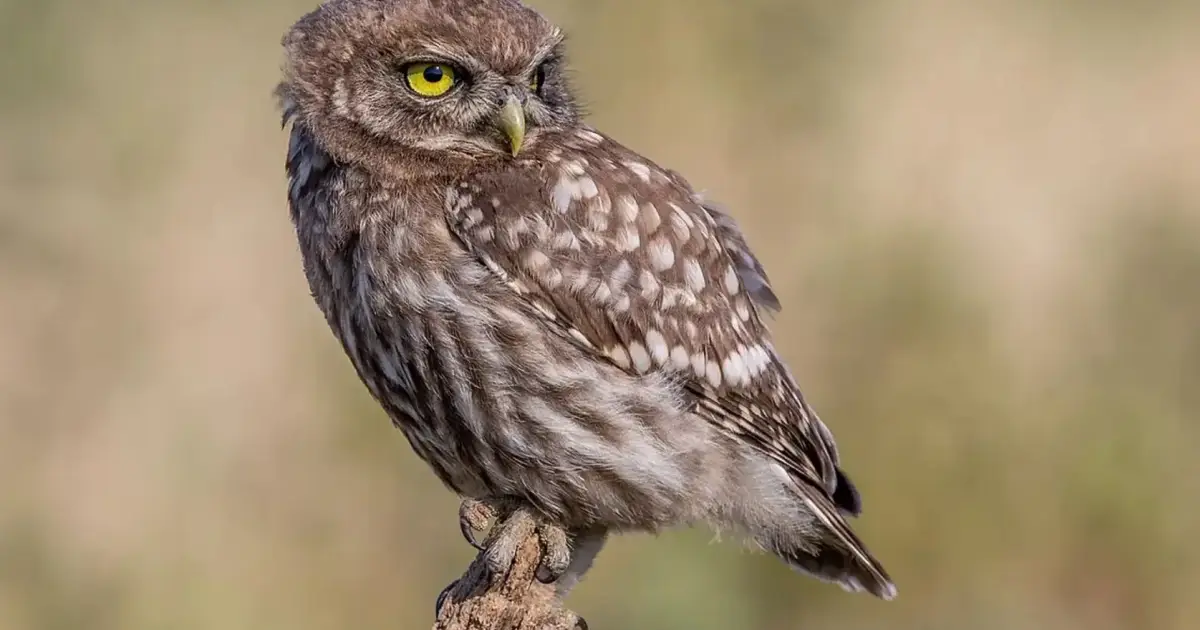 Quase 1.700 animais selvagens acolhidos pela Quercus: “Número tem vindo a aumentar de ano para ano”