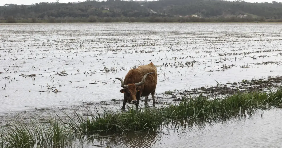 Mau tempo: Cerca de 400 agricultores já receberam apoios, mas Governo nega prorrogação de prazos