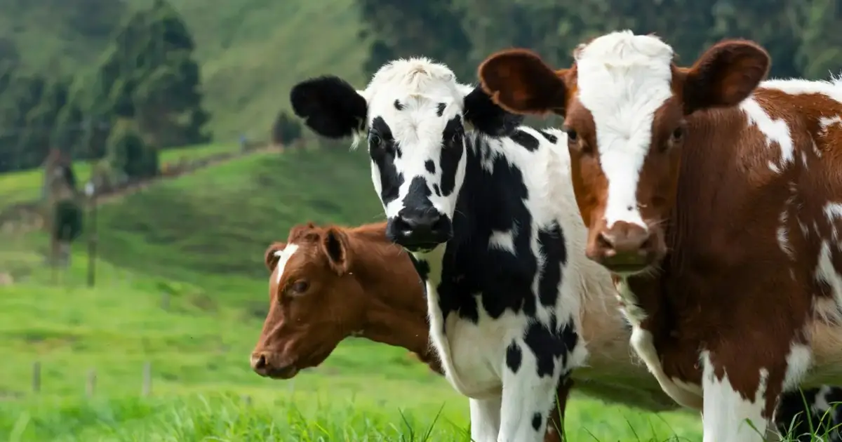 Portugal adquire 20 mil vacinas contra doença bovina