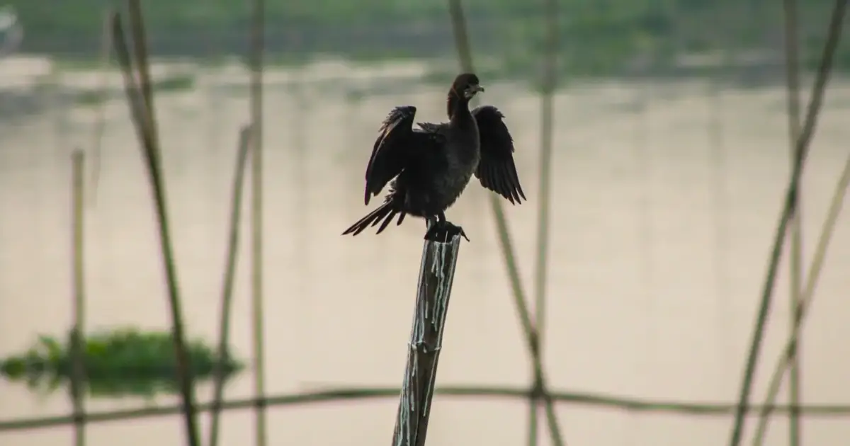 Movimento de aves aquáticas pode propagar gripe das aves