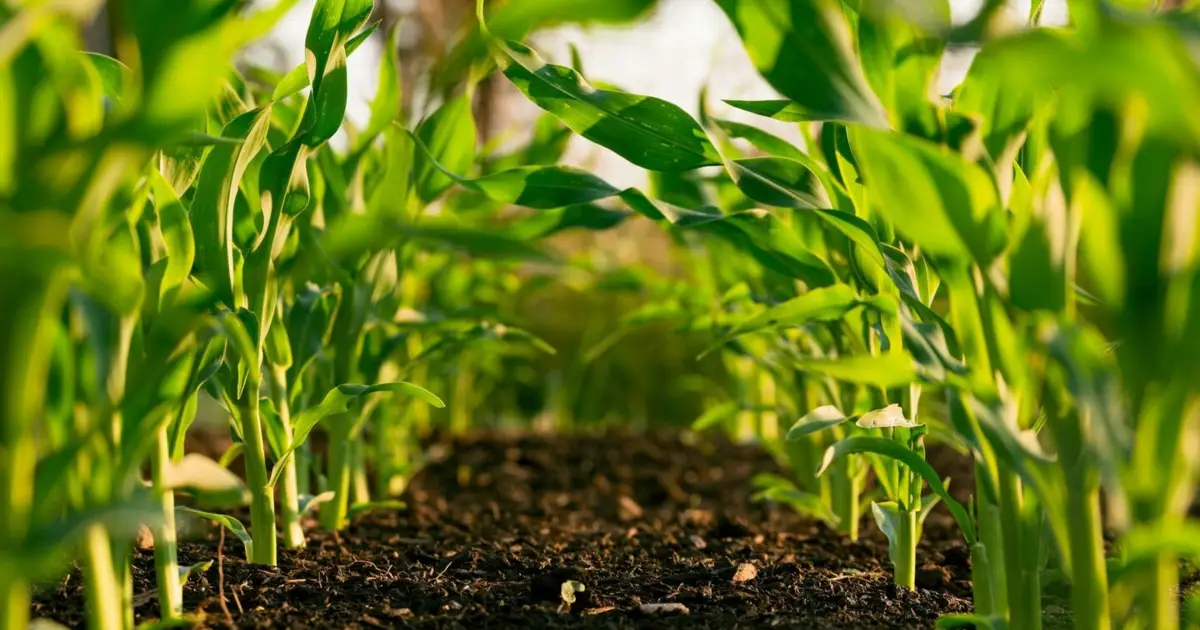 Cooperativas Agrícolas pedem a Montenegro que vote contra PAC pós-2027