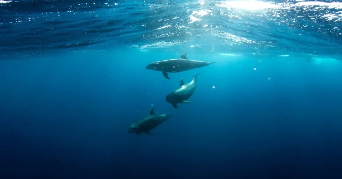 Substâncias químicas de lixo eletrónico aparecem em golfinhos e botos