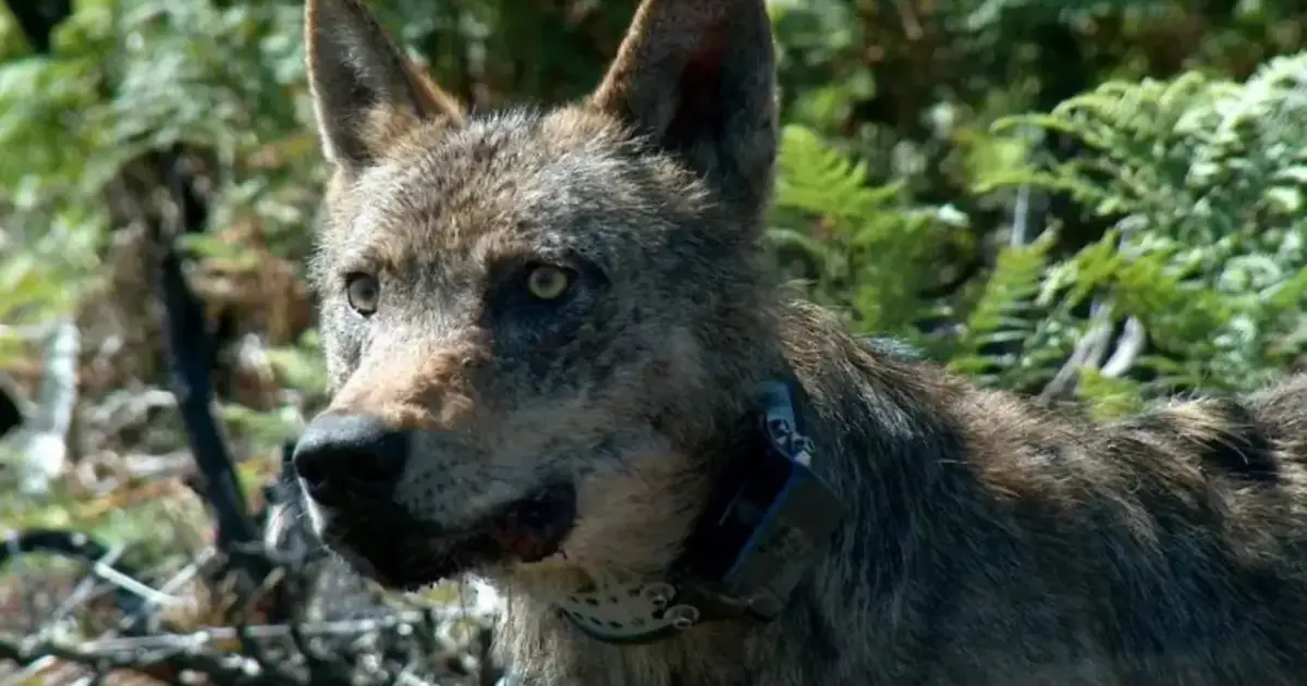 Ambientalistas alertam para risco na proteção do lobo-ibérico
