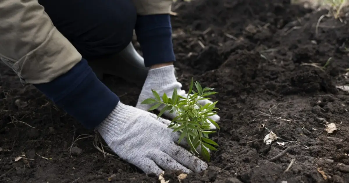 110 mil árvores e arbustos começaram a ser distribuídos e vão ser plantados por todo o país