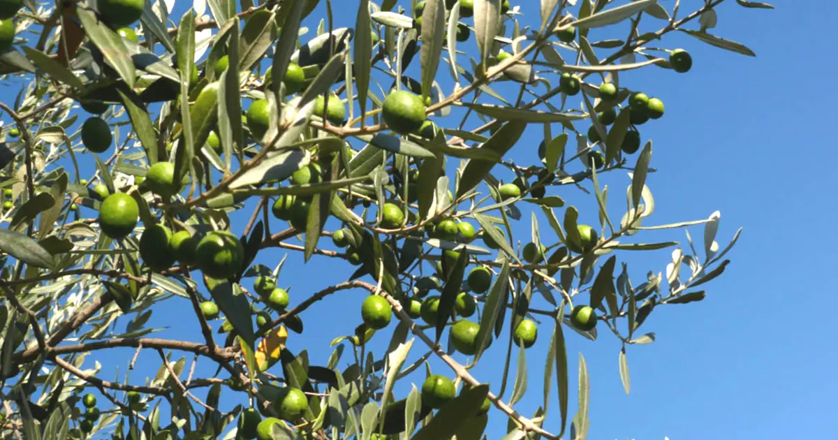 Sementes de oliveira depositadas pela primeira vez no Banco Mundial de Sementes