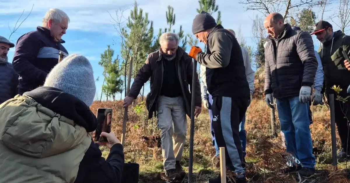 A terra marcada pelo fogo de Tabuado renasce com a plantação de milhares de árvores