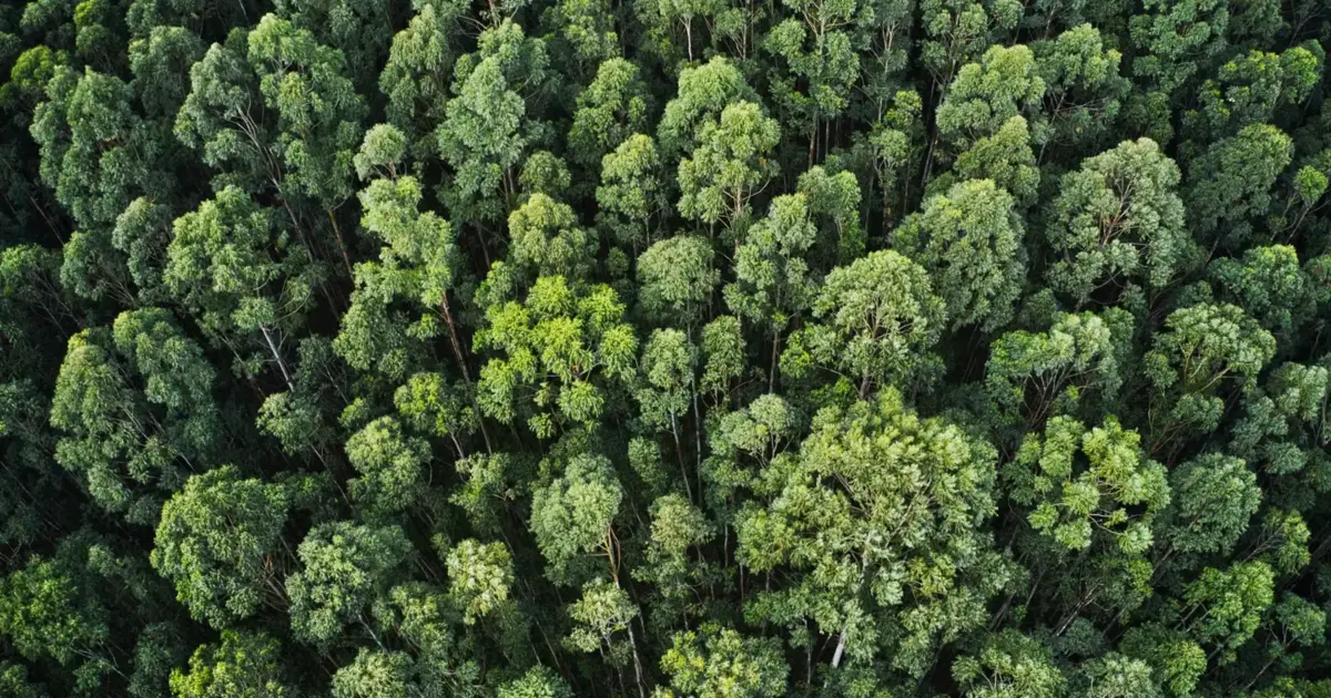 Governo aprova 20 programas para transformar áreas florestais vulneráveis
