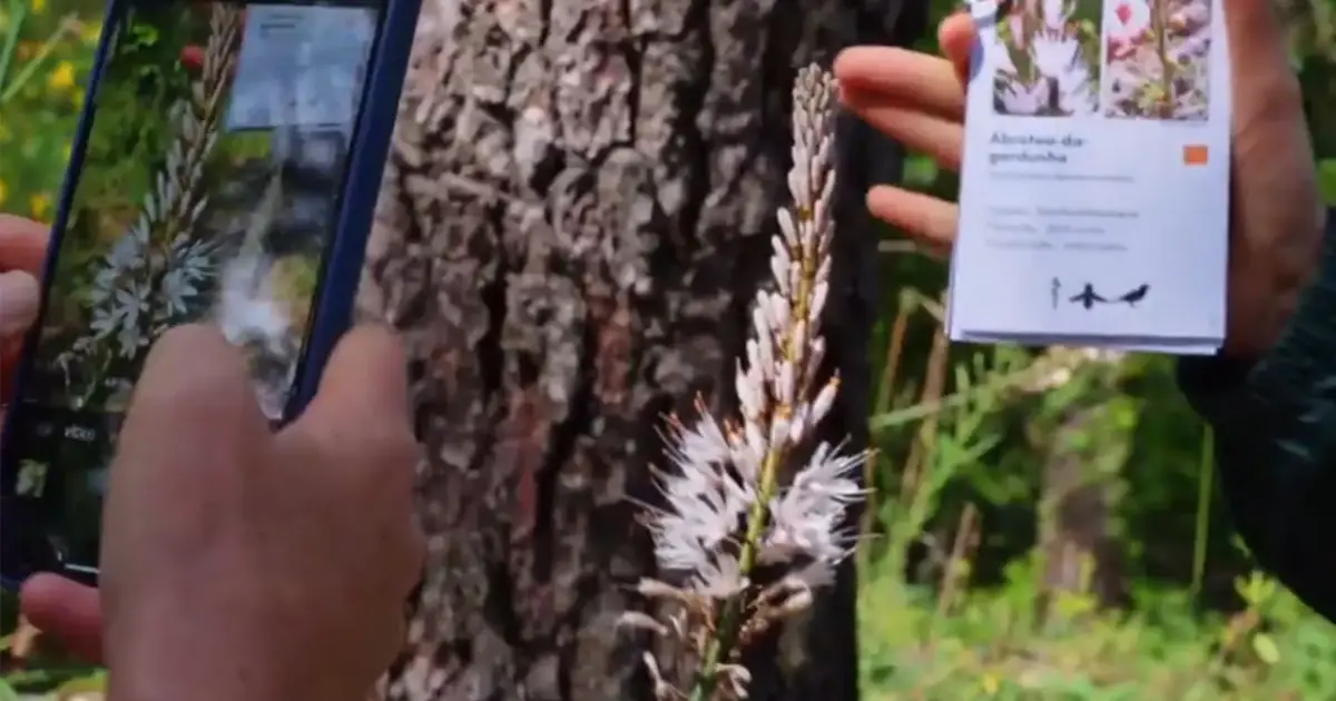 Como as plantas da serra da Gardunha podem gerar novos negócios