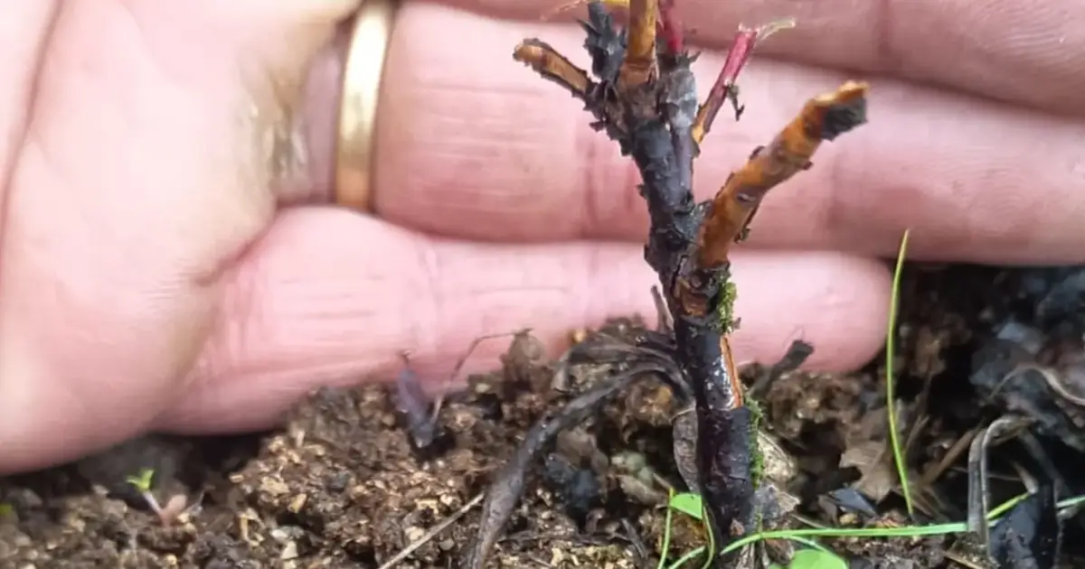 Corços provocam prejuízos avultados nos fruticultores da Cova da Beira