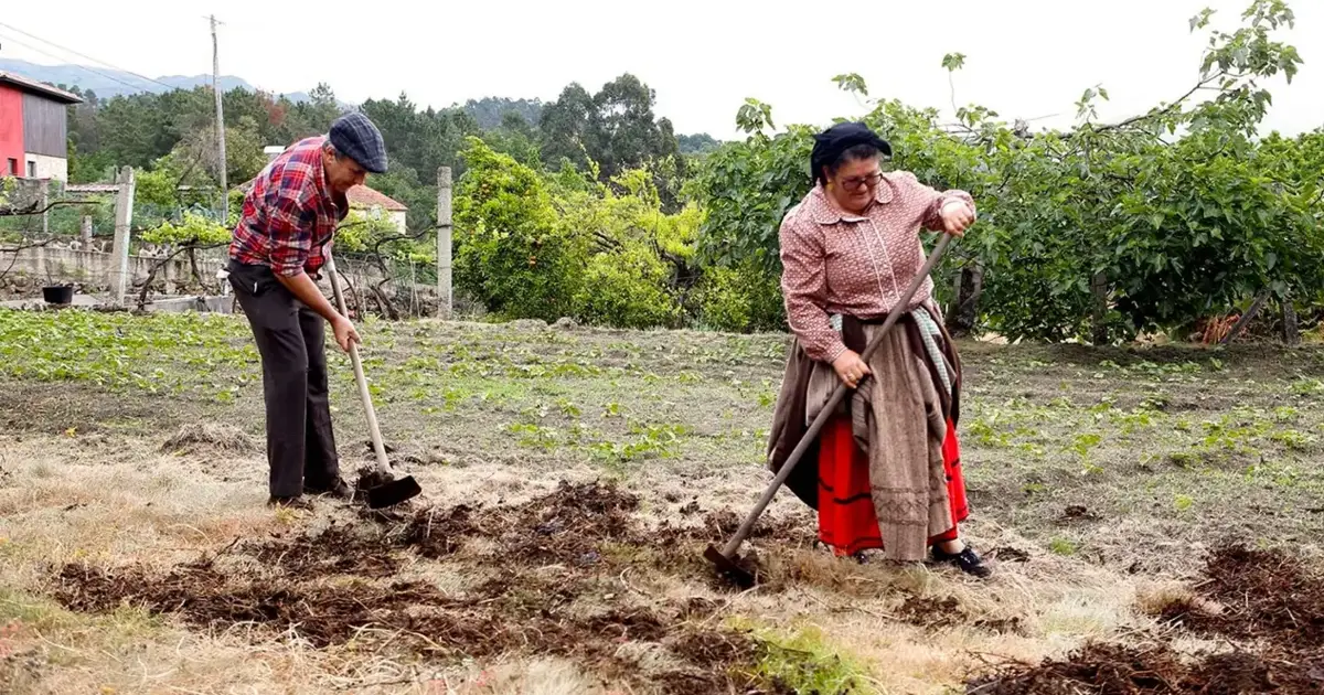 Cavada Tradicional à Moda Antiga celebra tradição agrícola minhota em vila de Arcos de Valdevez