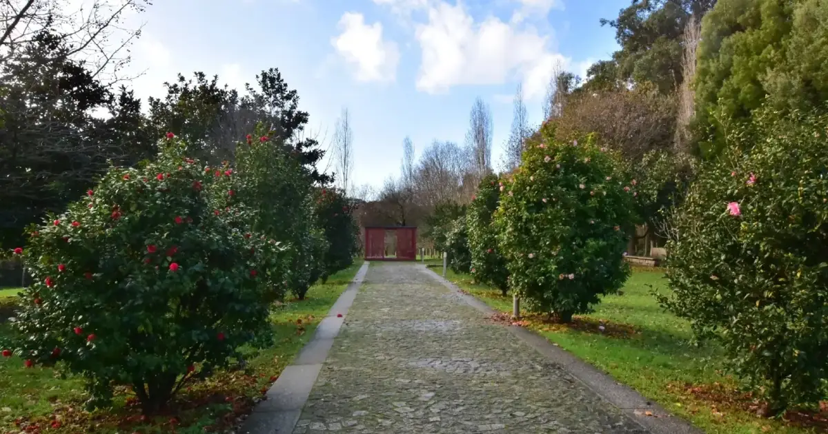 A flor símbolo do Porto ganhou um roteiro próprio pela cidade
