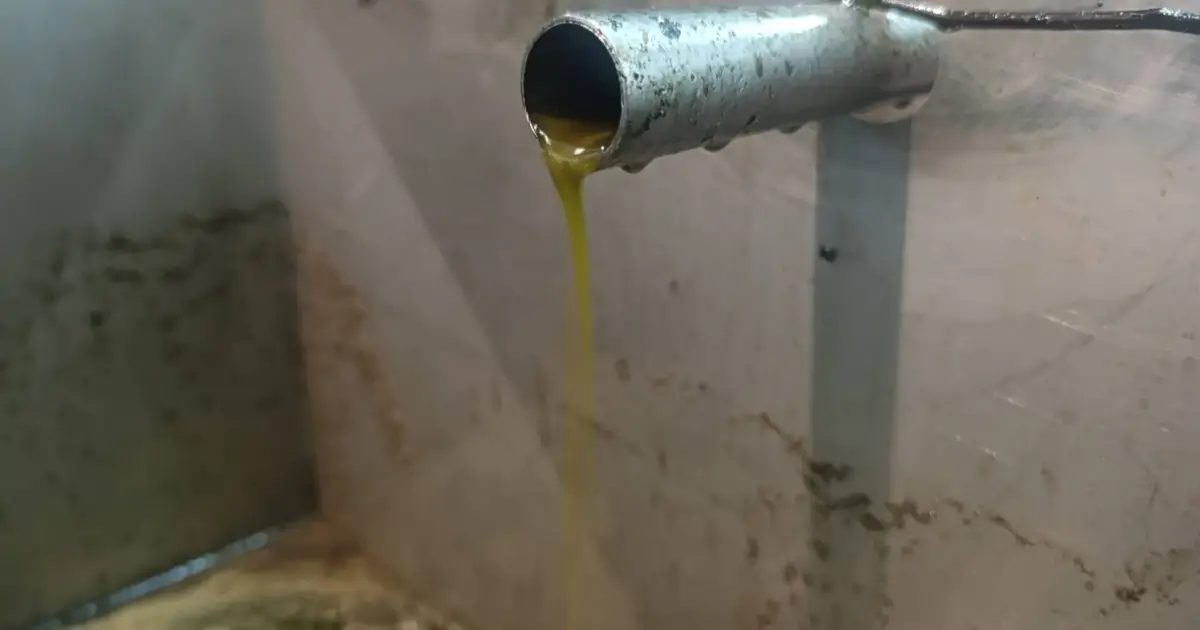 Maior associação nacional do setor prevê quebra de 10% na produção de azeite
