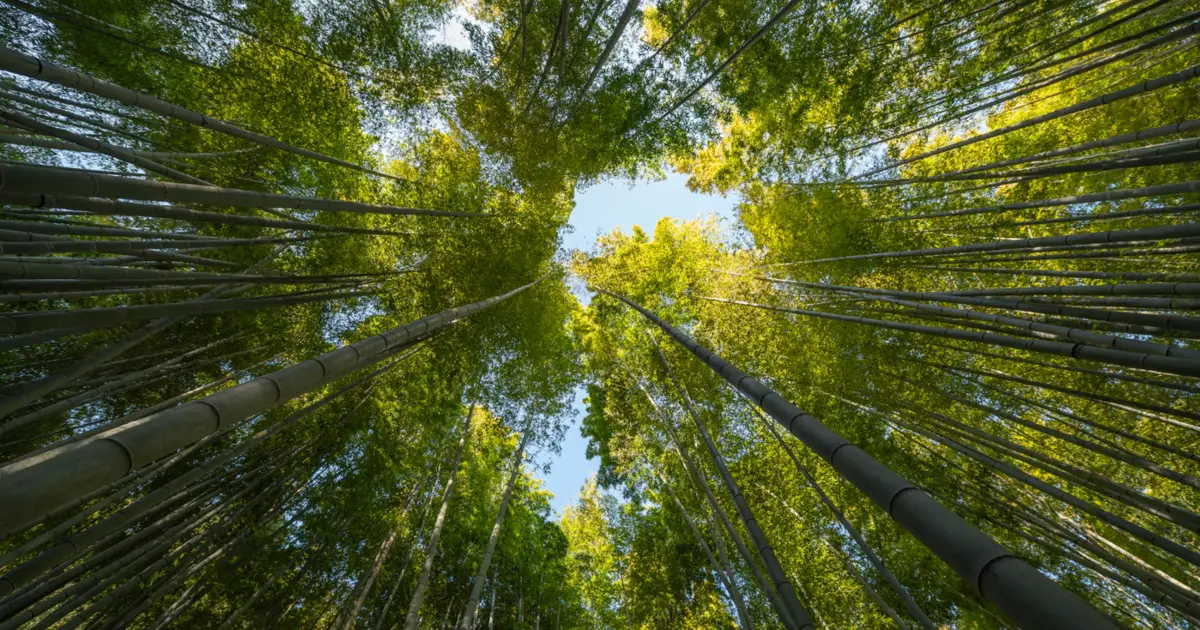 Ministra do Ambiente anuncia mudanças no funcionamento do ICNF até ao verão