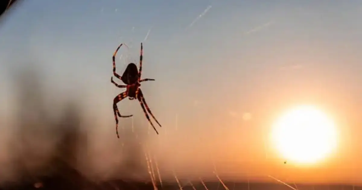 Aranha semelhante à que inspirou o “Homem-Aranha” é descoberta no Alentejo