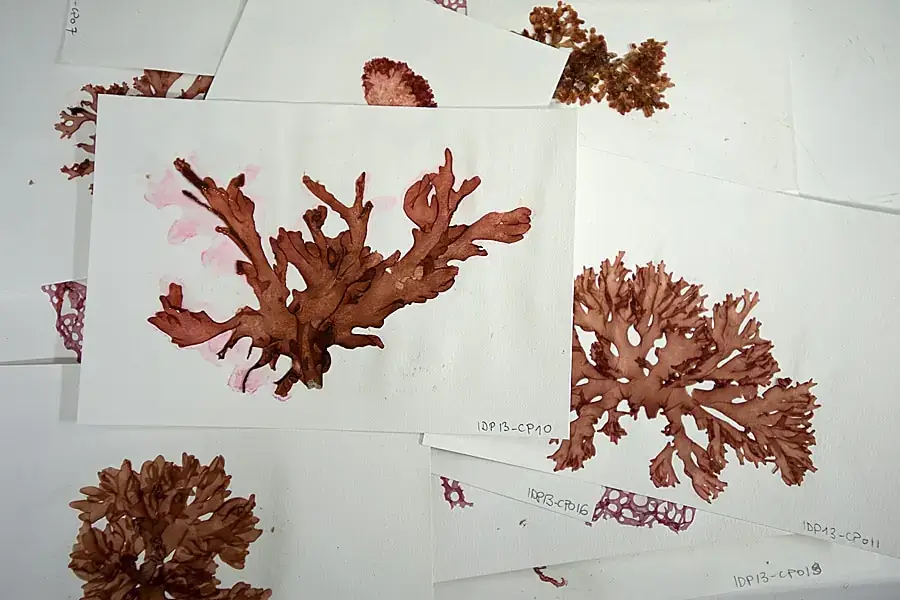 Vila Nova de Milfontes volta a mergulhar nas “florestas do mar” com mais uma edição de festival dedicado aos oceanos
