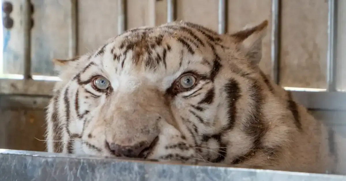 Sona, o último tigre de circo de Portugal foi resgatado depois de 16 anos em cativeiro