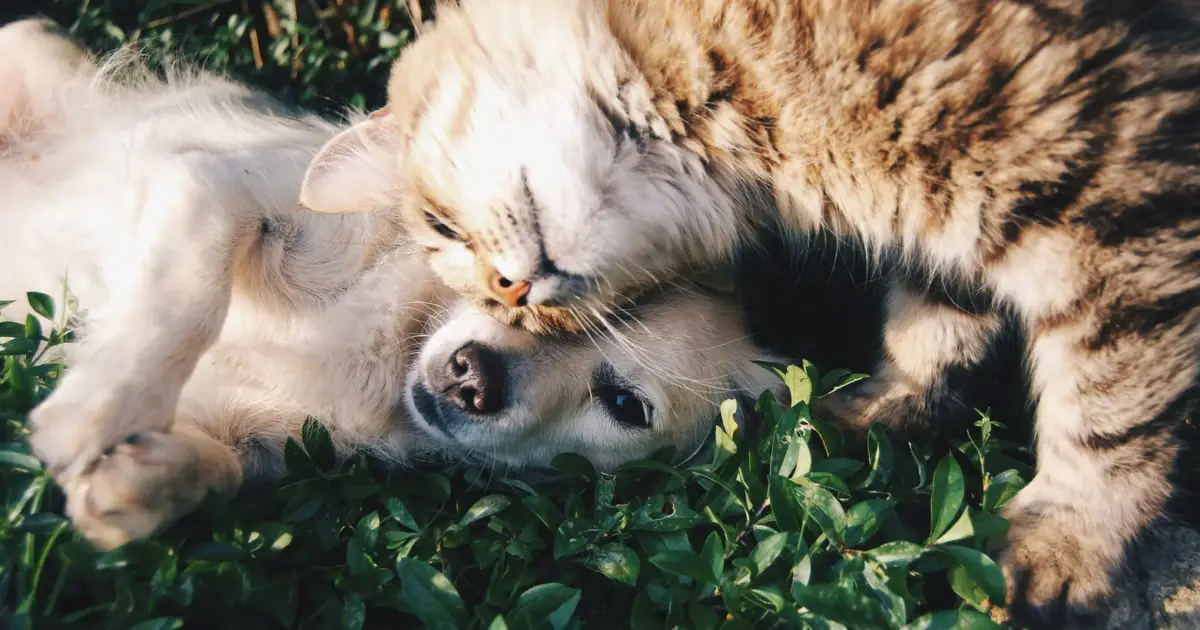 Centro de Recolha Animal de Castelo Branco recebeu mais de mil animais em 2025