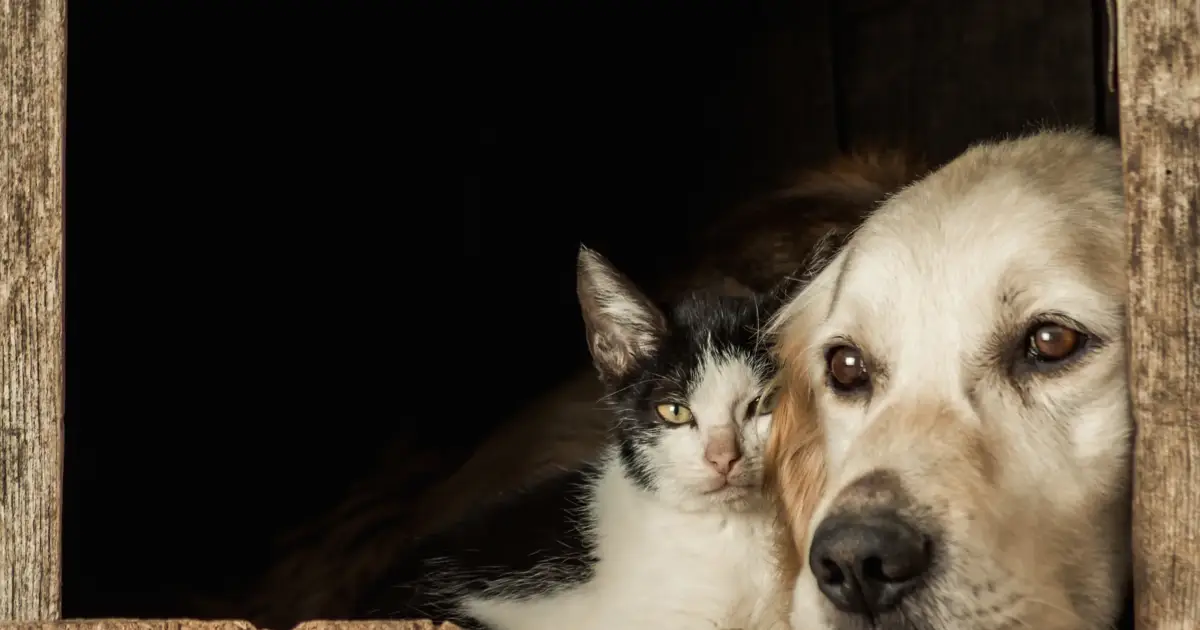 Lisboa promove campanha com guia para atuar e prevenir maus-tratos a animais