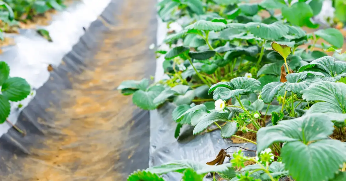 Ministério do Ambiente lança estudo sobre resíduos plásticos da agricultura